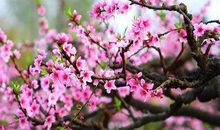 写桃花的一段话