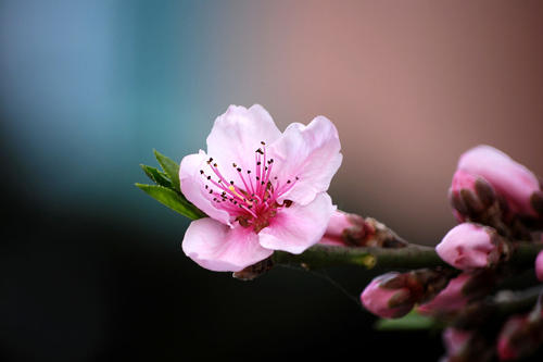 关于桃花的诗句 1