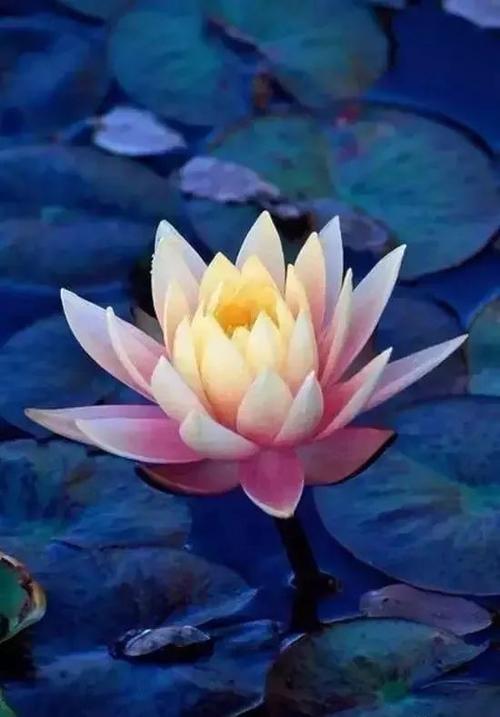 莲花的诗句 1