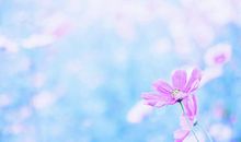 亲情觉悟过来的句子