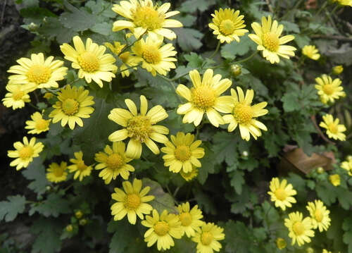关于野生菊花的优美句子