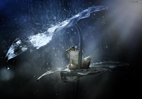12.秋雨是丰收的前兆。秋雨将最后一次给成熟的农作物浇水，使农民获得丰收。同时，每一场雨都给每个孩子带来幸福。他们在秋天的雨中玩耍，即使雨淋湿了他们的头发和衣服，他们也不会感到寒冷。这是秋雨的喜悦！