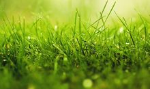 关于草的优美句子