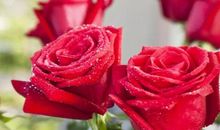 有关玫瑰的句子