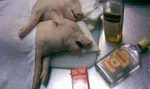 世界上本来就没有二逼