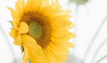 关于花的空间说说