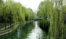 关于柳树的优美句子