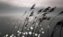 关于凄凉的唯美句子