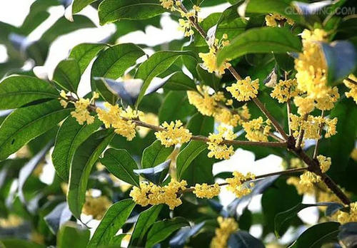 桂花的诗句 2