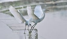 描写白鹭的诗句