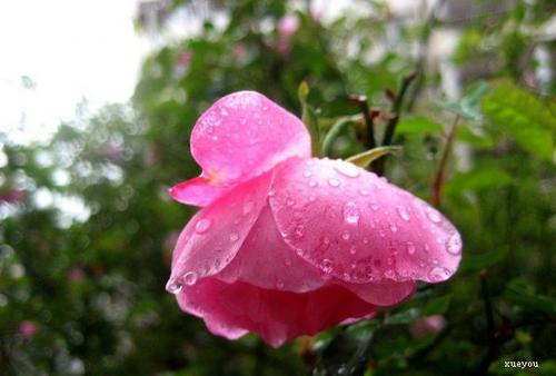 关于描述春雨的优美句子