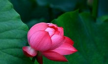 描写夏雨的古诗句