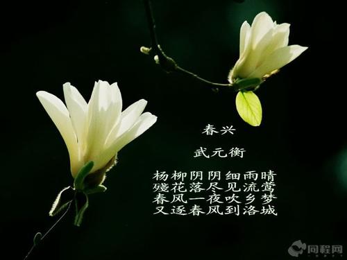 描写春天的花朵的诗