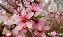 有关于春花的诗句