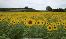 亲情无法割舍的句子