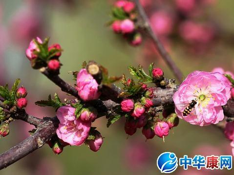 描绘春天的花朵的诗