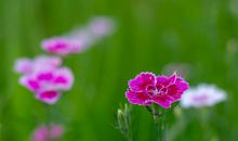 希望每天都开心的句子