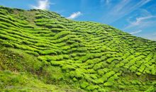 集团最佳销售团队口号展示