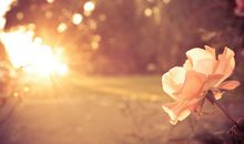 男人恋爱中必读的句子(句句真理)