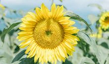 大家齐开心工作的句子