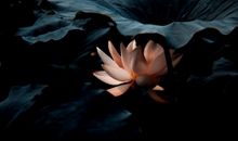 让人大彻大悟 开解人的佛经名句