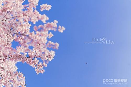11.阳光明媚，又是晴天。鸟儿在树上鸣叫特别愉快。柔和的春风像母亲温暖的双手抚摸着我的脸颊。