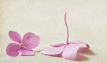 我希望有个如你一般的人的抒情句子