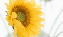 表示开心的句子开心 形容开心快乐的句子