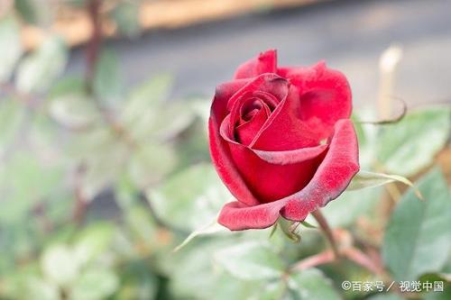 纪念结婚周年纪念日