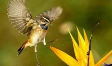 形容机会难得的句子