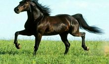 关于马的座右铭