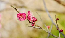 描写春天的开心的、美好的句子短句