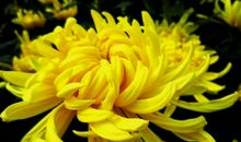 描写赞美菊花的句子