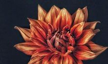 关于领悟的句子