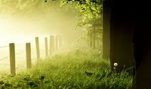 清晨的优美句子