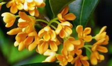 桂花的优美句子