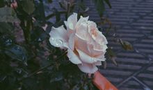 下雨天可以发的可爱文案 雨天俏皮说说大全