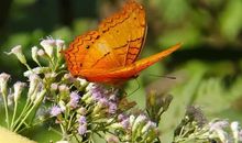 举例子的句子大全简短