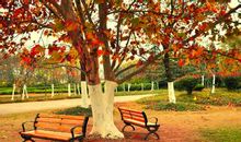 关于梧桐树的优美句子