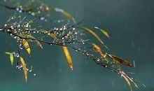 秋雨的优美句子