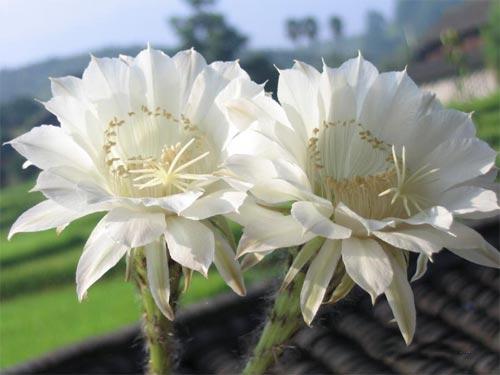 生日感恩亲情的句子