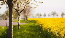 描写春天太阳的句子