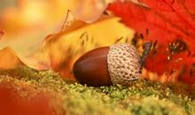 关于秋天的味道的优美句子