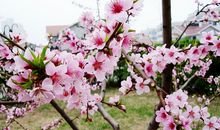 描写桃花的诗句