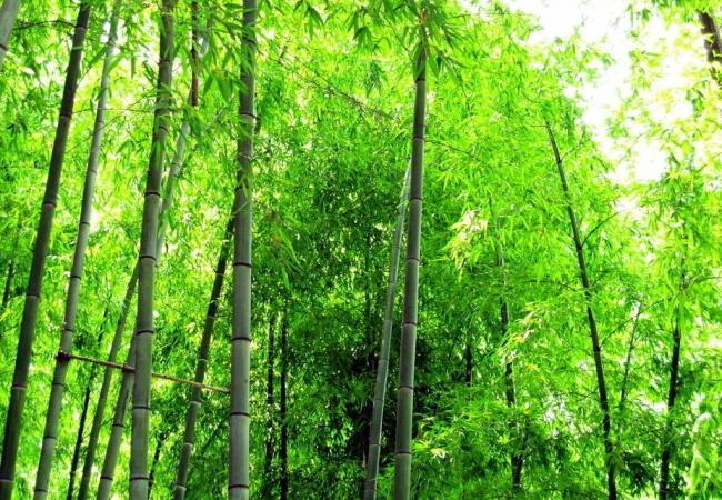 15.云山繁荣了，玉坠仍然是一首歌。秀竹不受热，并交换空浪。 -杜甫