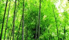 关于写竹的座右铭