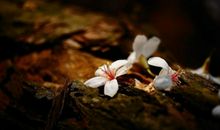 尘缘飞花，人去楼空，梦里花落为谁痛