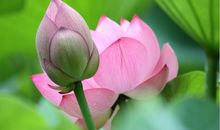 关于莲花的优美句子