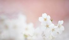 赞美亲情的句子或名言