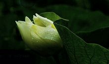 热爱奉献的正能量句子